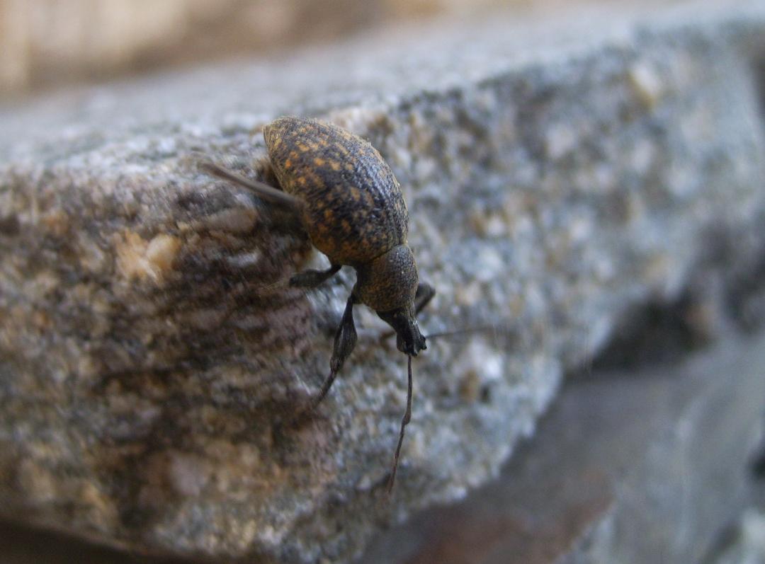 Coleotteri...in cerca d''autore